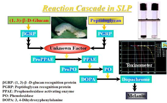 SLP cascade