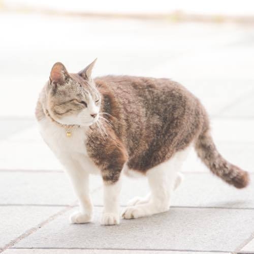 【朝食付】【大久野島(うさぎ島)観光にオススメ♪】翌日観光や当日観光の拠点にも★