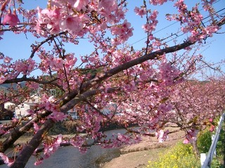 一足早い春の訪れ『河津桜』