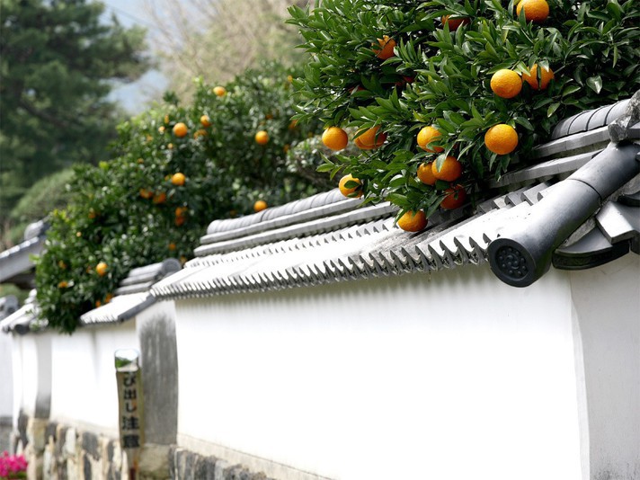 【白壁に夏みかん】萩のシンボルともいえる光景。5月には白い花を咲かせ街中が甘い香りに包まれる。