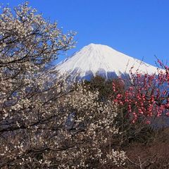 梅と富士山