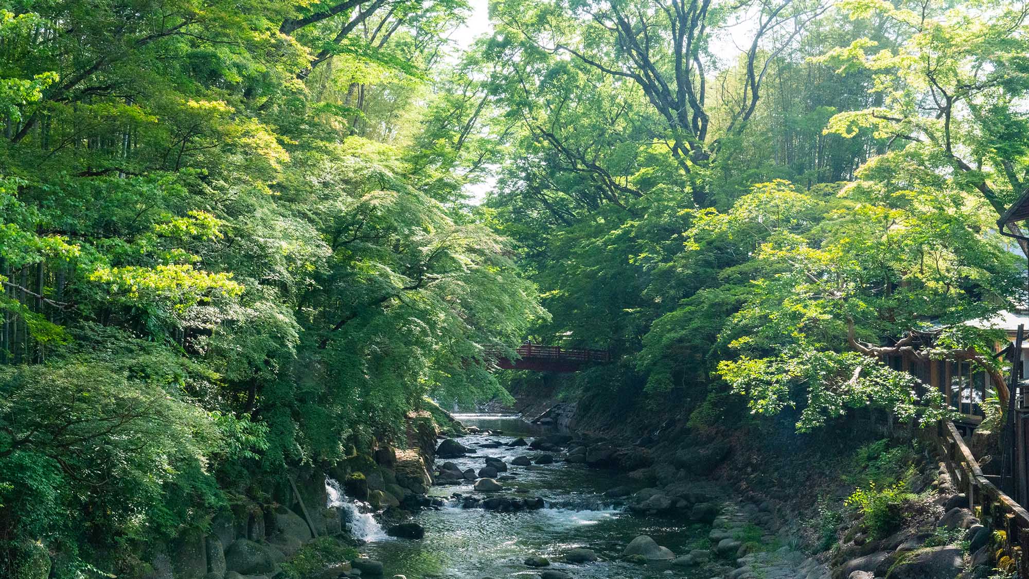 桂川の自然