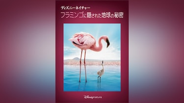 ディズニーネイチャー/フラミンゴに隠された地球の秘密