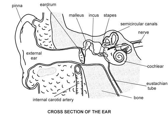 ear diagram