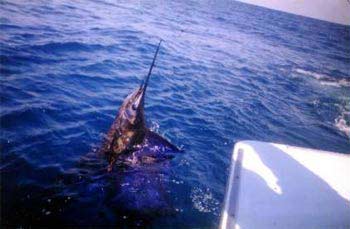 deep sea fishing, mexico fishing, Mazatlan Sportfishing