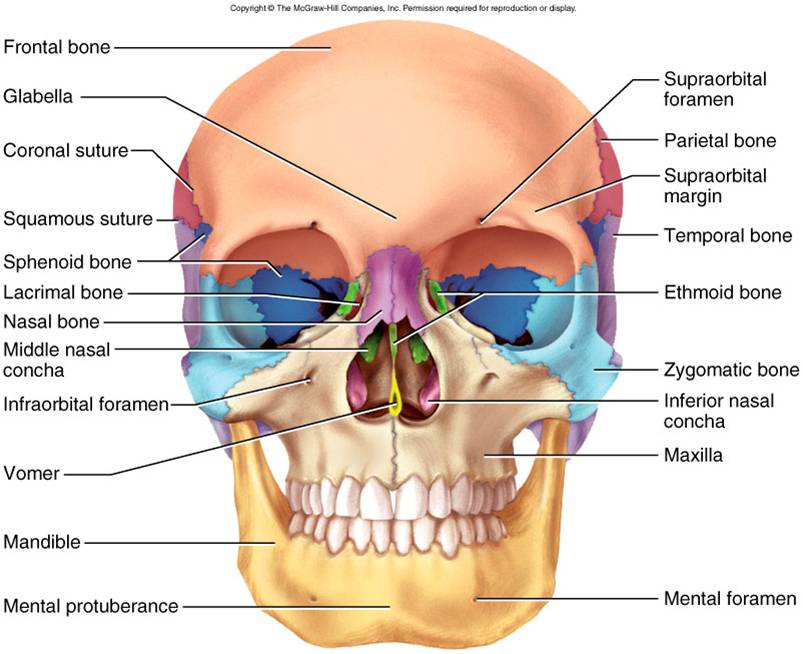 Craneo. Vista frontal