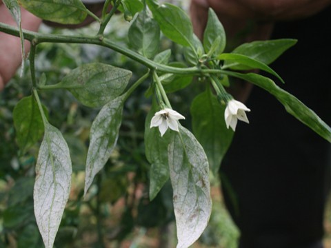 Daun koyak rabak buah menggerutu