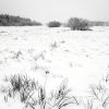 Zasněžená louka / Snowy meadow