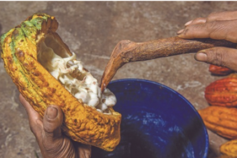 En nuestro país se encuentra aproximadamente el 60% de la biodiversidad del cacao que existe en el mundo. 