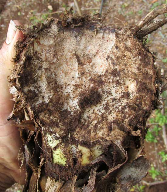 Banana stalk gnawed on by Pocket Gopher, or Tuza, ORTHOGEOMYS HISPIDUS YUCATANENSIS