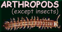 ARTHROPODS