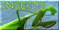 INSECTS