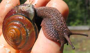 Banded Forest Snail, MONADENIA FIDELIS