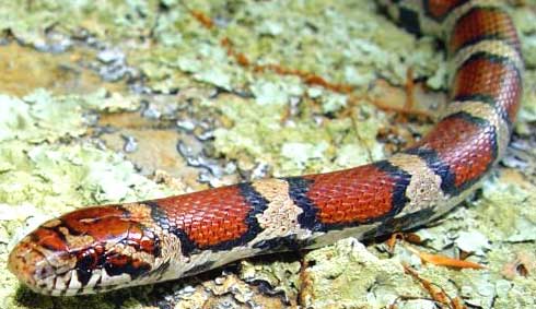 Milk Snake, lampropeltis triangulum var. syspila