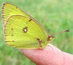 Yellow butterfly on finger