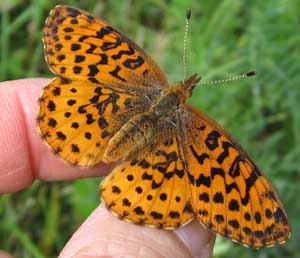 orange and black butterfly on fingers