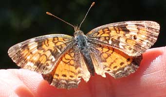 butterfly on finger