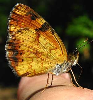 butterfly on thumb