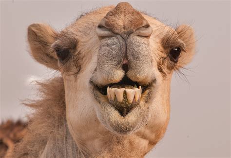 Slashcasual: Pictures Of Camels