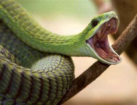 What does Boomslang snake venom do? How deadly is a Boomslang?