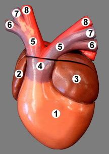 Conus arteriosus – Location, Function and Pictures - Bodterms