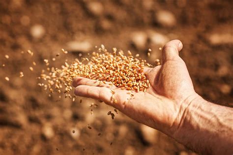 To feed 11 billion people, we must share crop seeds as a common good ...