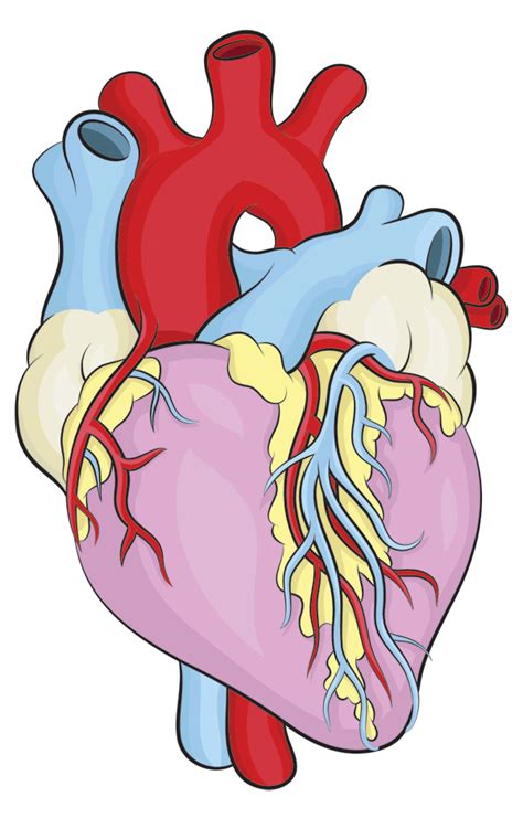 Free How To Draw A Human Heart, Download Free How To Draw A Human Heart ...