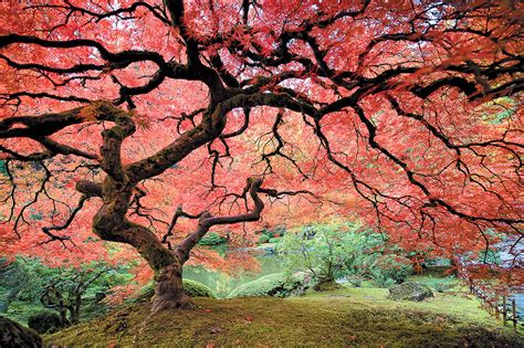 Your Guide to Pruning Japanese Maple: 11 Essential Steps