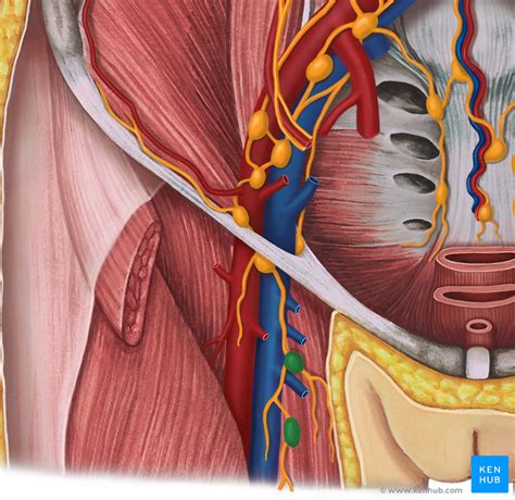 Popliteal Lymph Nodes Anatomy Kenhub | Images and Photos finder