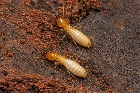 Are There Termites in Your Home? | PestNation