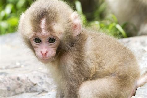 Baby Monkeys - Such a Cute Animal - Impressive Nature