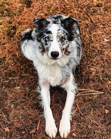 Are White Border Collies Rare