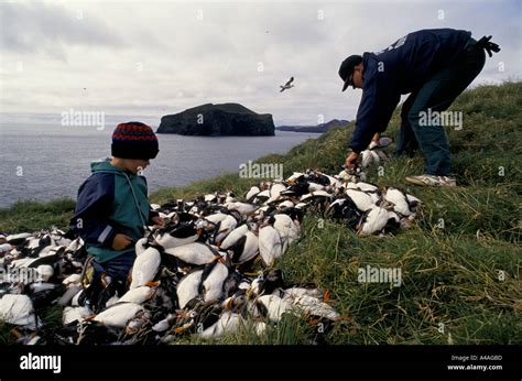 WESTMANN ISLANDS, ICELAND, JULY 1993: Puffin Hunting: Joi Ragg and ...