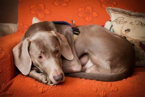 Weimaraner Mix Breeds: 21 of Our Favorite (Pics & Video)