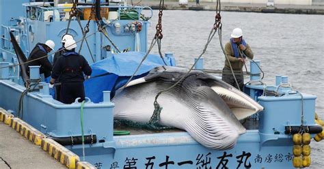 Japan quits International Whaling Commission, resumes commercial ...