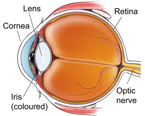 Glaucoma surgery (trabeculectomy) | healthdirect