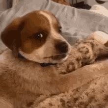 Awkward Dog Side Eye GIF - Awkward Dog Side Eye Dog Side Eye - Discover ...