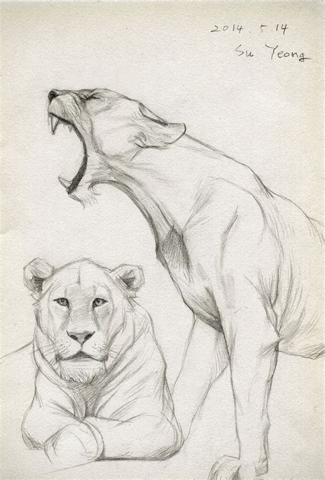 Draw 2014.05.14 by Kimsuyeong81 on deviantART | Animal drawings, Lion ...