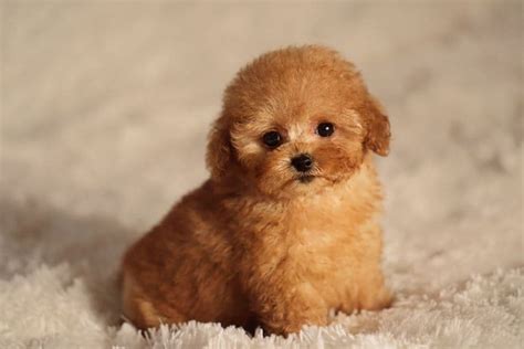 8 Teacup Poodle Facts - Fact Animal