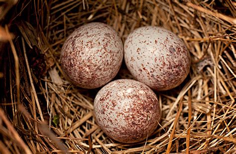 Cardinal Eggs | I believe these are cardinal eggs, i am not … | Flickr