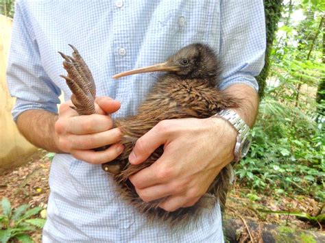 All the facts about kiwi, New Zealand’s national bird – 1964 Mountain ...