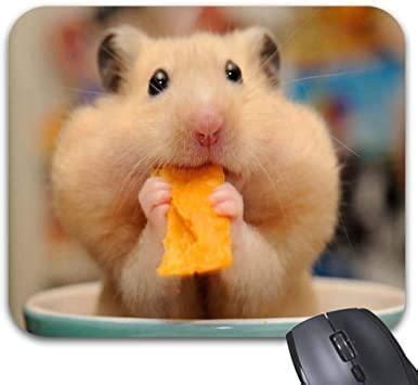 Adorable Hamster Enjoying a Cheese Treat