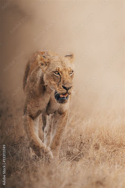 lion in the grass Stock Photo | Adobe Stock