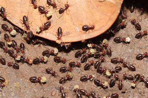 Termite: Signs Of Termite Damage