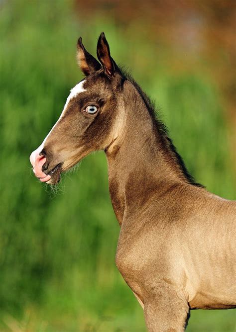 #horse #akhal #teke #foal | Horse breeds, Beautiful horses, Pretty horses