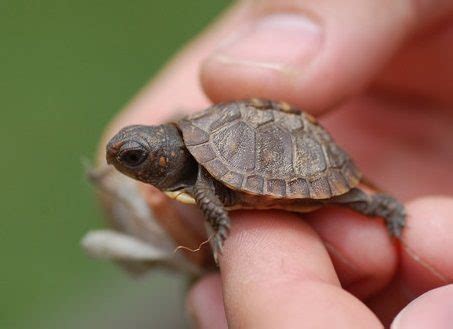 Worlds Smallest Turtle Species