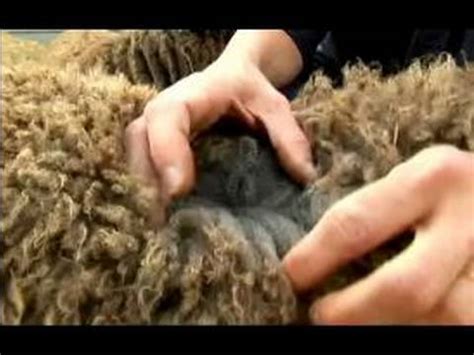 Understanding & Raising Sheep : Types of Sheep Wool - YouTube