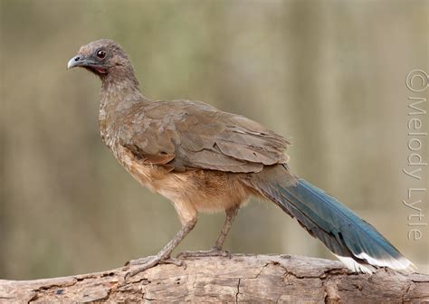 Plain Chachalaca | Though they look like chickens, they are … | Flickr