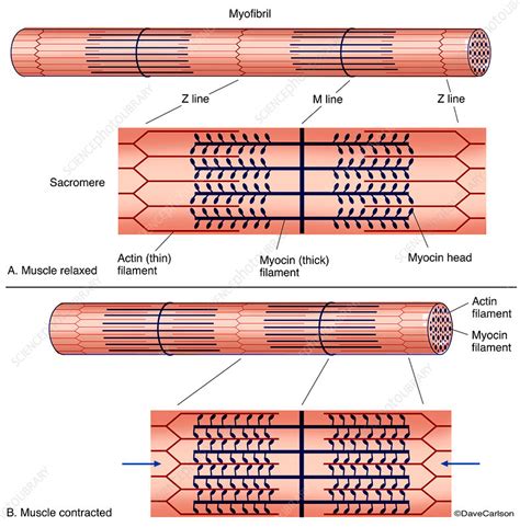 Skeletal Muscle Diagram Labeled