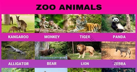 Zoo Animals: Wonderful List of 24 Animals that Live in the Zoo - Visual ...